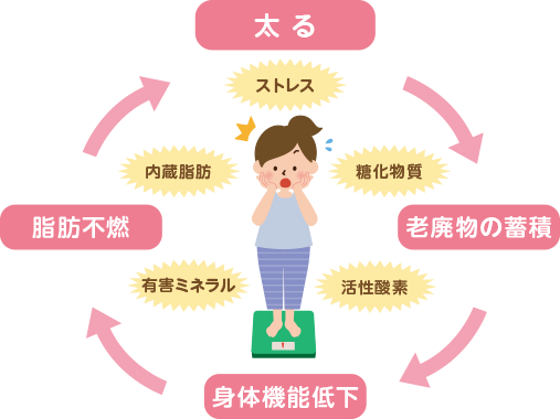 老廃物の蓄積→身体機能低下→脂肪不燃→太る　ストレス、糖化物質、活性酸素、有害ミネラル、内臓脂肪